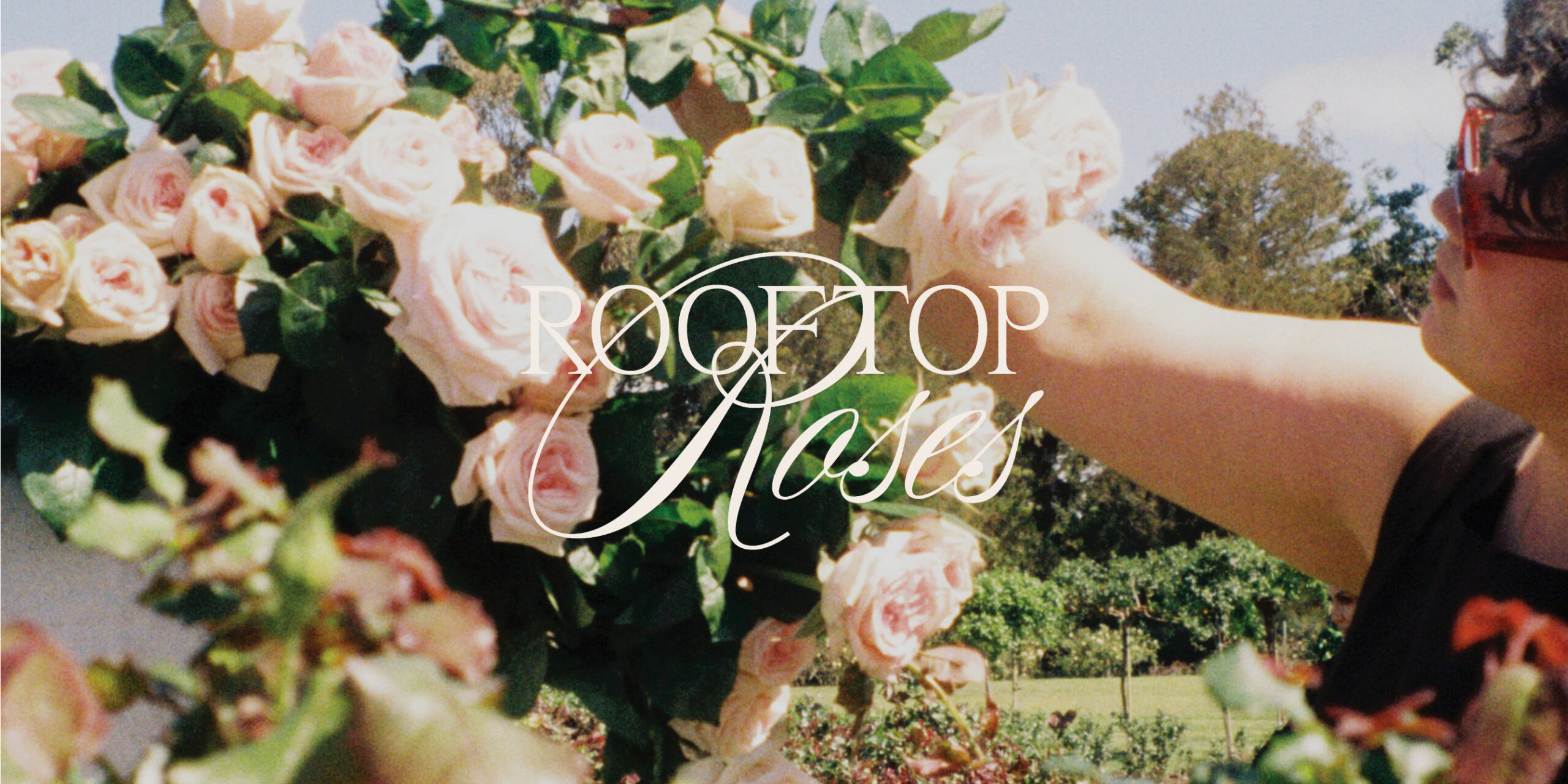 Rooftop Roses