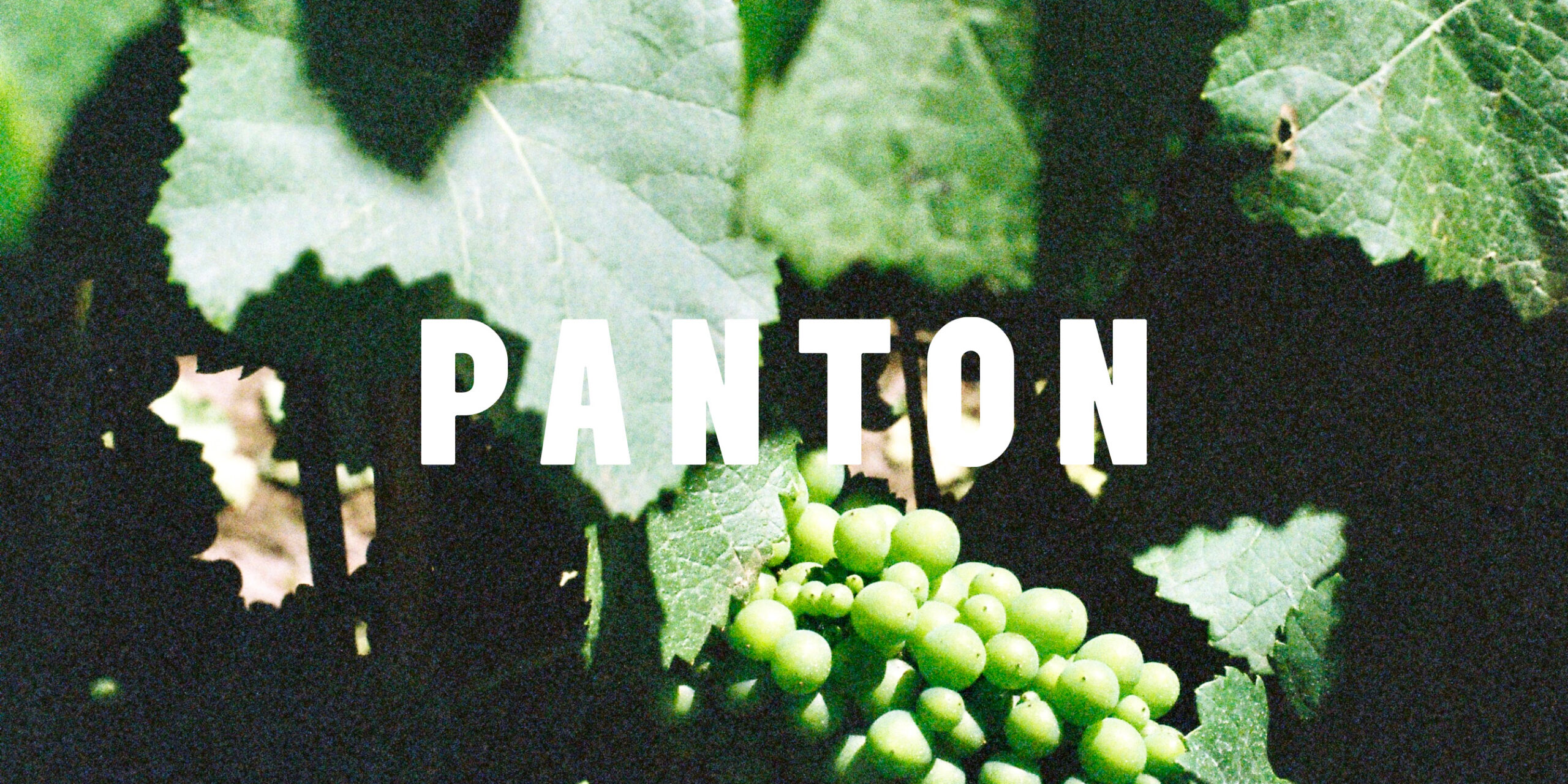 Panton Vineyard