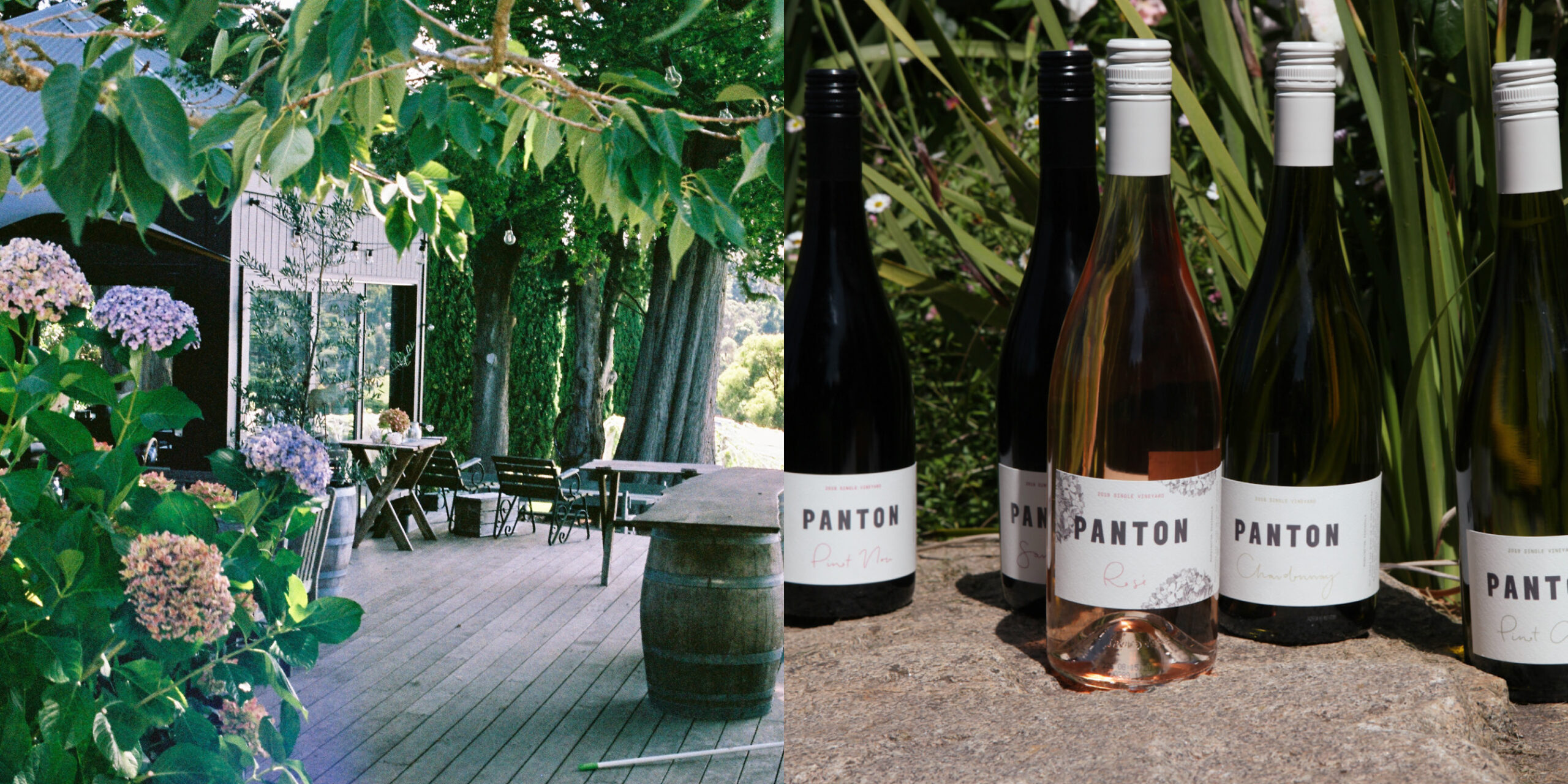 Panton Vineyard